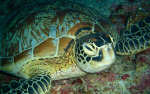 Underwater - Sipadan, Borneo